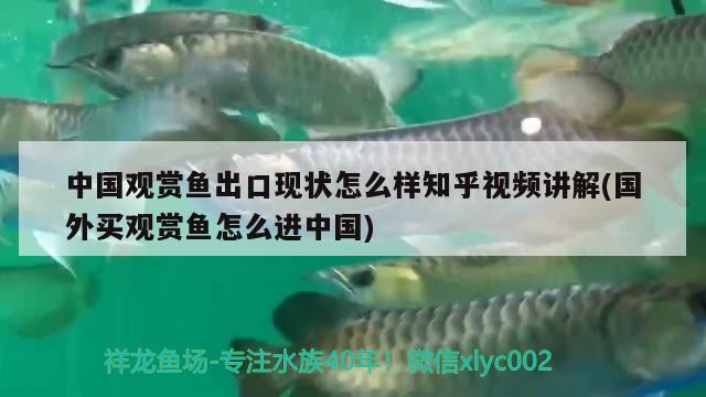 中国观赏鱼出口现状怎么样知乎视频讲解(国外买观赏鱼怎么进中国) 观赏鱼进出口