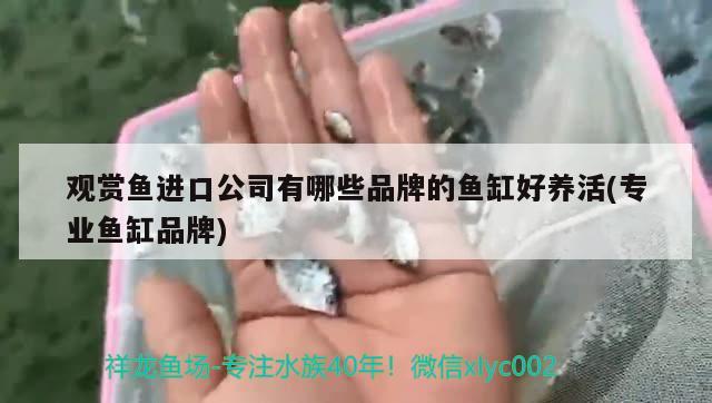 观赏鱼进口公司有哪些品牌的鱼缸好养活(专业鱼缸品牌) 观赏鱼进出口