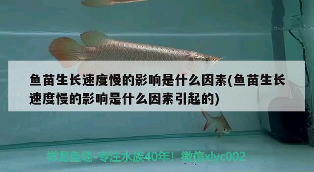 鱼苗生长速度慢的影响是什么因素(鱼苗生长速度慢的影响是什么因素引起的) 鸭嘴鲨鱼