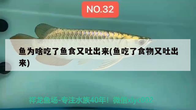 鱼为啥吃了鱼食又吐出来(鱼吃了食物又吐出来) 斑马狗头鱼