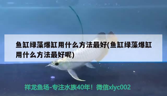 鱼缸绿藻爆缸用什么方法最好(鱼缸绿藻爆缸用什么方法最好呢) 绿皮皇冠豹鱼