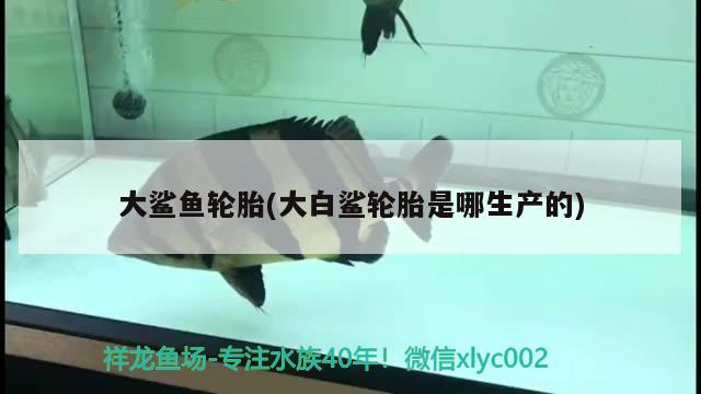 大鲨鱼轮胎(大白鲨轮胎是哪生产的) 广州祥龙国际水族贸易