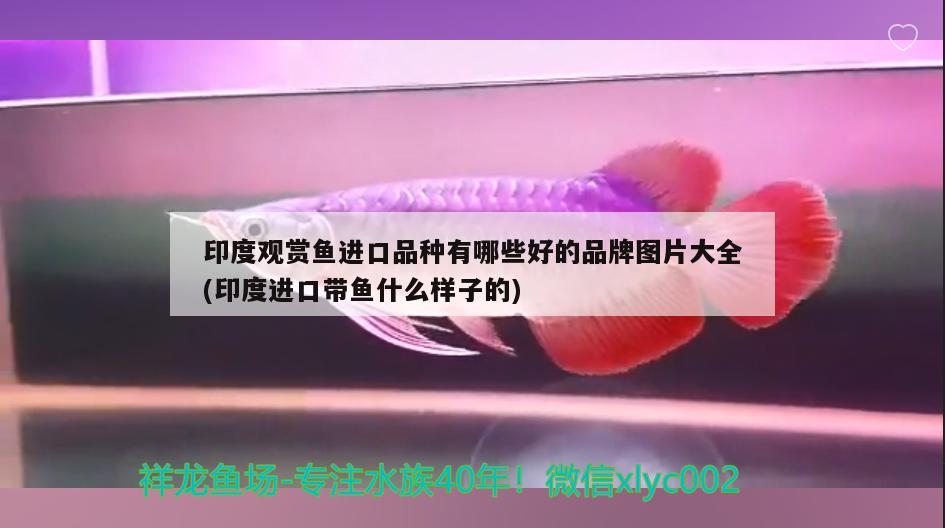 印度观赏鱼进口品种有哪些好的品牌图片大全(印度进口带鱼什么样子的)