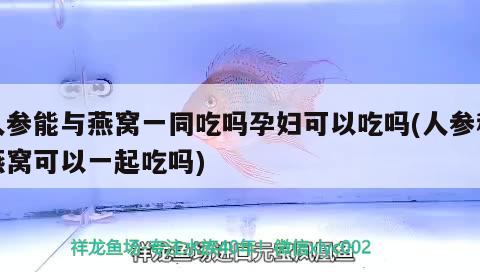 人参能与燕窝一同吃吗孕妇可以吃吗(人参和燕窝可以一起吃吗) 马来西亚燕窝