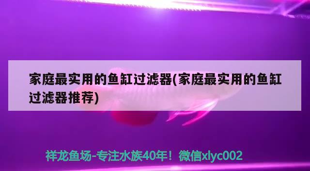 家庭最实用的鱼缸过滤器(家庭最实用的鱼缸过滤器推荐) 绿皮皇冠豹鱼