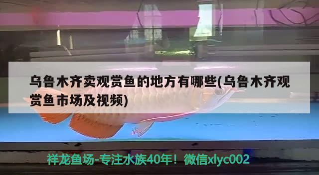 乌鲁木齐卖观赏鱼的地方有哪些(乌鲁木齐观赏鱼市场及视频) 观赏鱼市场（混养鱼）