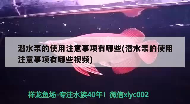 潜水泵的使用注意事项有哪些(潜水泵的使用注意事项有哪些视频) 黄金梦幻雷龙鱼