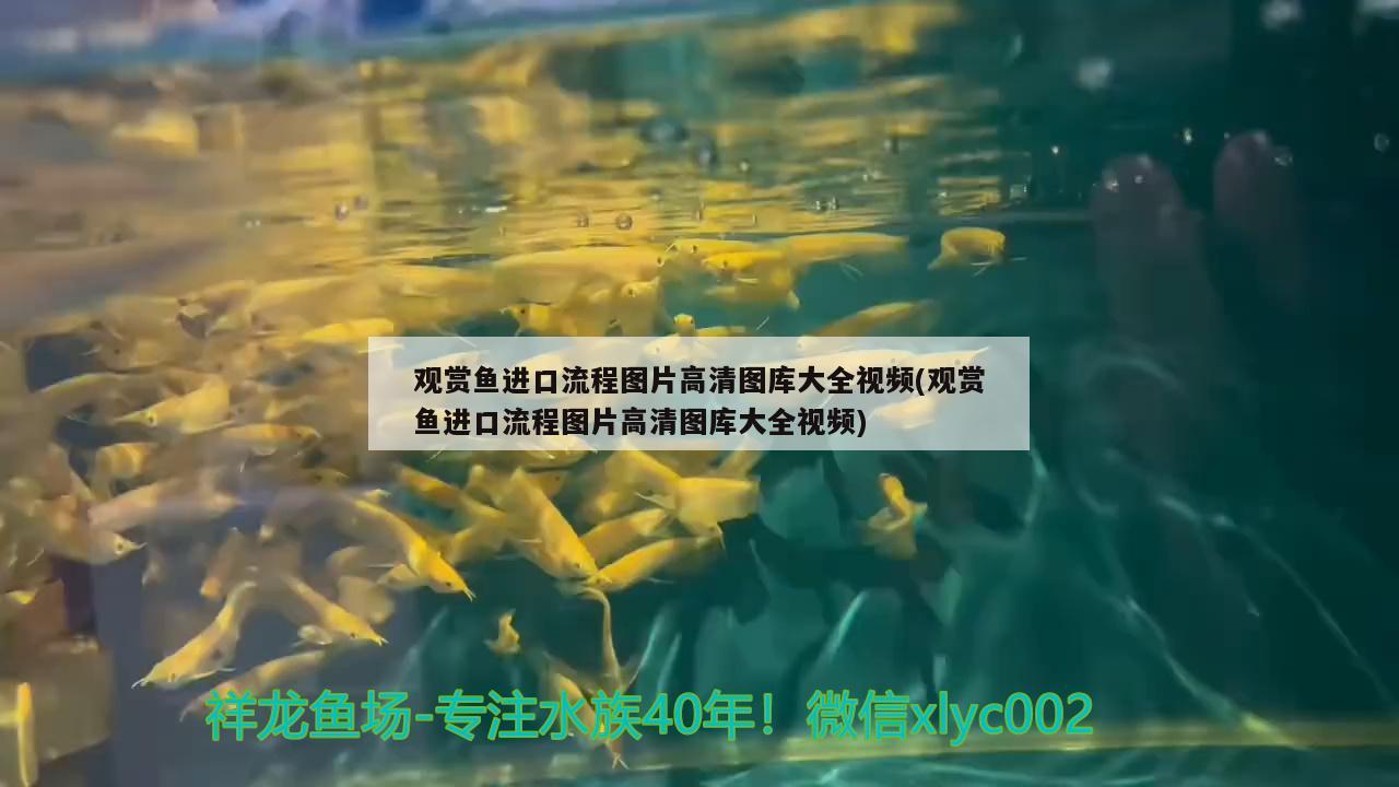 观赏鱼进口流程图片高清图库大全视频(观赏鱼进口流程图片高清图库大全视频)