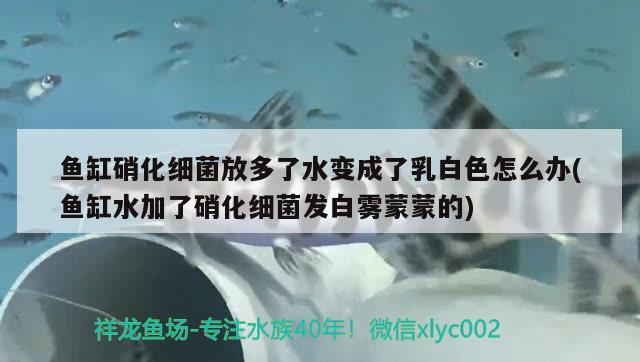 鱼缸硝化细菌放多了水变成了乳白色怎么办(鱼缸水加了硝化细菌发白雾蒙蒙的) 硝化细菌