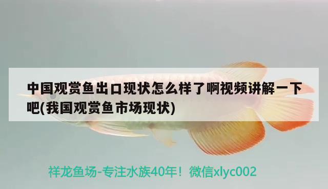 中国观赏鱼出口现状怎么样了啊视频讲解一下吧(我国观赏鱼市场现状)