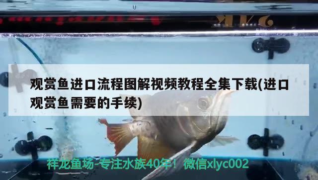 观赏鱼进口流程图解视频教程全集下载(进口观赏鱼需要的手续) 观赏鱼进出口