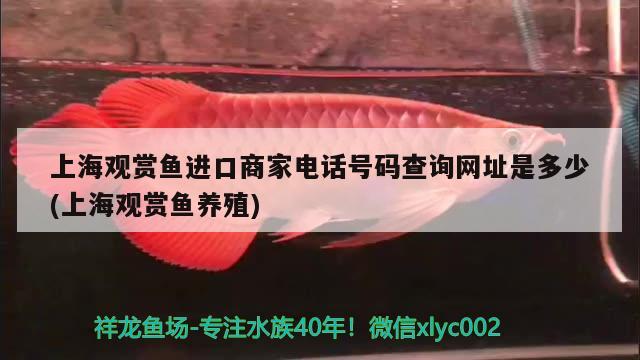 上海观赏鱼进口商家电话号码查询网址是多少(上海观赏鱼养殖)