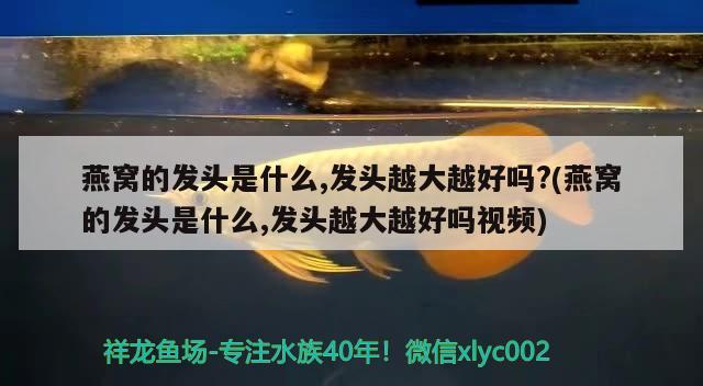 燕窝的发头是什么,发头越大越好吗?(燕窝的发头是什么,发头越大越好吗视频)