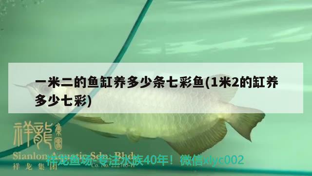 一米二的鱼缸养多少条七彩鱼(1米2的缸养多少七彩) 祥龙蓝珀金龙鱼