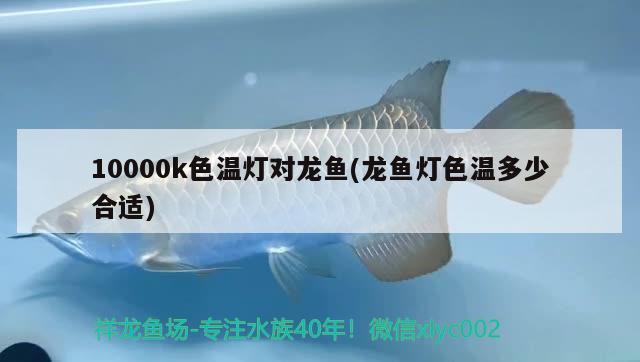 10000k色温灯对龙鱼(龙鱼灯色温多少合适) 观赏鱼水族批发市场