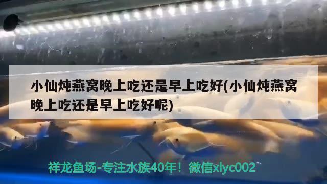 小仙炖燕窝晚上吃还是早上吃好(小仙炖燕窝晚上吃还是早上吃好呢) 马来西亚燕窝