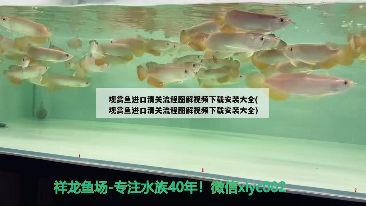 观赏鱼进口清关流程图解视频下载安装大全(观赏鱼进口清关流程图解视频下载安装大全) 观赏鱼进出口