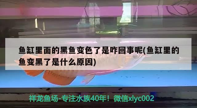 鱼缸里面的黑鱼变色了是咋回事呢(鱼缸里的鱼变黑了是什么原因) 大湖红龙鱼