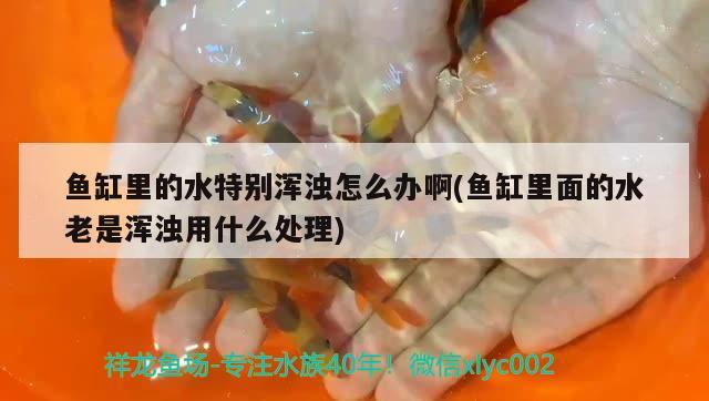 鱼缸里的水特别浑浊怎么办啊(鱼缸里面的水老是浑浊用什么处理)