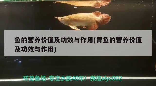 鱼的营养价值及功效与作用(青鱼的营养价值及功效与作用) 白子金龙鱼