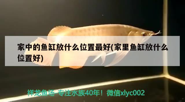 家中的鱼缸放什么位置最好(家里鱼缸放什么位置好)