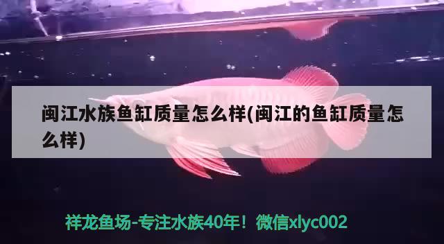 闽江水族鱼缸质量怎么样(闽江的鱼缸质量怎么样) 雪龙鱼