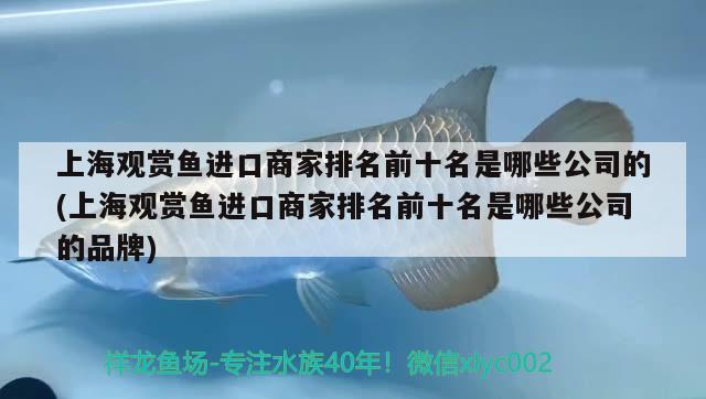 上海观赏鱼进口商家排名前十名是哪些公司的(上海观赏鱼进口商家排名前十名是哪些公司的品牌)