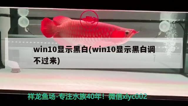 win10显示黑白(win10显示黑白调不过来) 潜水艇鱼