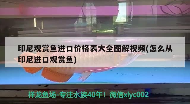 印尼观赏鱼进口价格表大全图解视频(怎么从印尼进口观赏鱼) 观赏鱼进出口