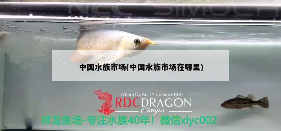 中国水族市场(中国水族市场在哪里) 胭脂孔雀龙鱼