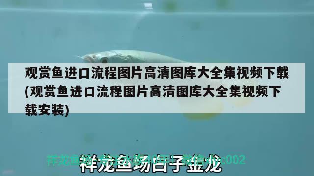 观赏鱼进口流程图片高清图库大全集视频下载(观赏鱼进口流程图片高清图库大全集视频下载安装)