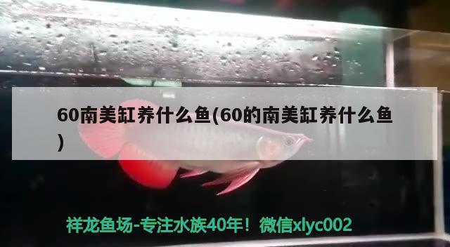 60南美缸养什么鱼(60的南美缸养什么鱼) 胭脂孔雀龙鱼