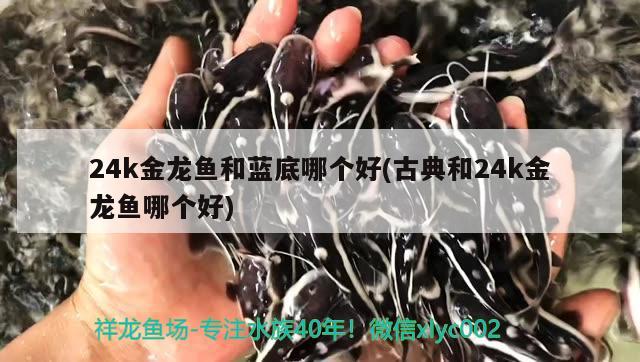 24k金龙鱼和蓝底哪个好(古典和24k金龙鱼哪个好) 非洲金鼓鱼