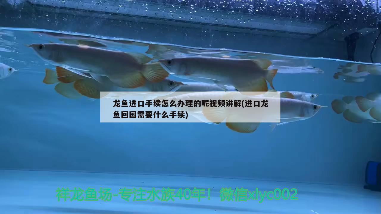 龙鱼进口手续怎么办理的呢视频讲解(进口龙鱼回国需要什么手续) 观赏鱼进出口