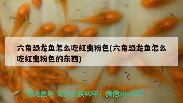 六角恐龙鱼怎么吃红虫粉色(六角恐龙鱼怎么吃红虫粉色的东西) 过背金龙鱼