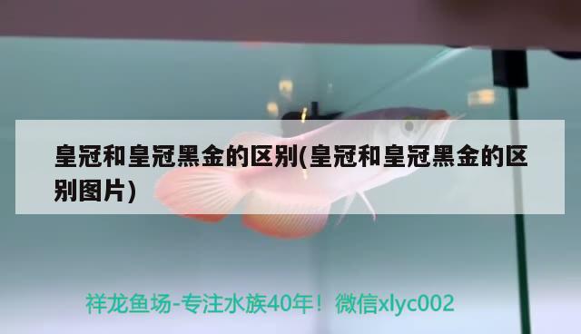 皇冠和皇冠黑金的区别(皇冠和皇冠黑金的区别图片) 其他益生菌