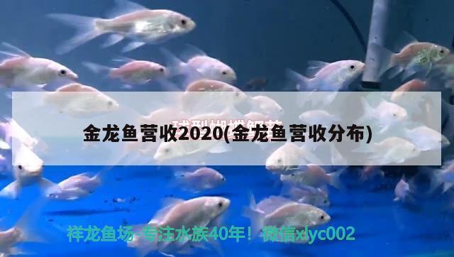 金龙鱼营收2020(金龙鱼营收分布) 斑马鸭嘴鱼苗