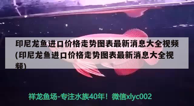 印尼龙鱼进口价格走势图表最新消息大全视频(印尼龙鱼进口价格走势图表最新消息大全视频)