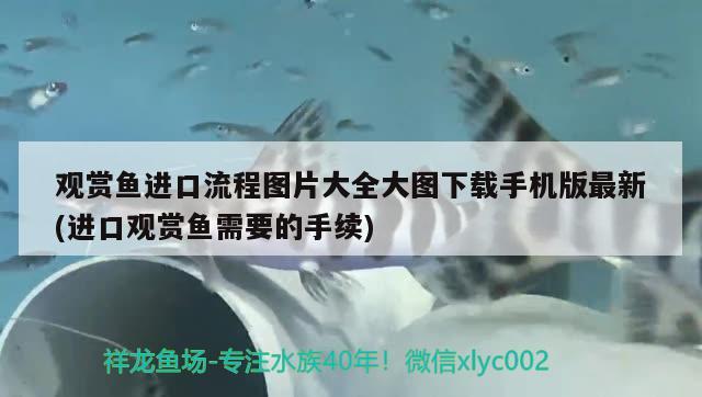 观赏鱼进口流程图片大全大图下载手机版最新(进口观赏鱼需要的手续) 观赏鱼进出口