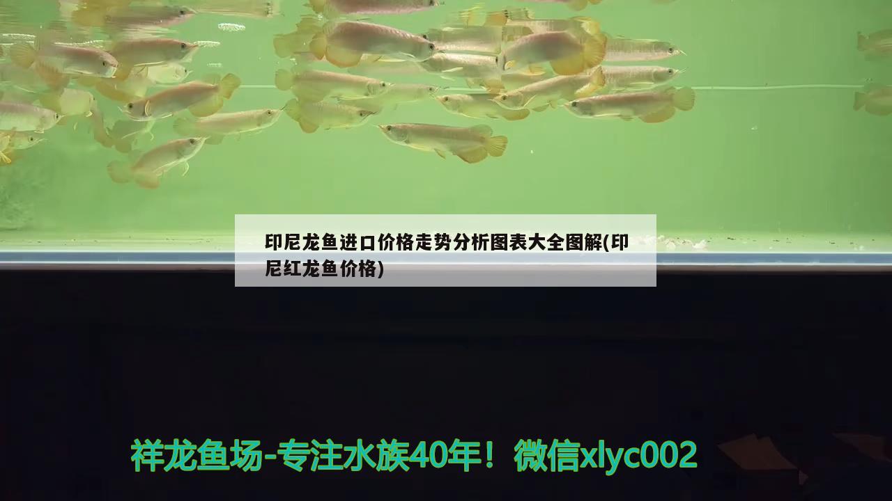 印尼龙鱼进口价格走势分析图表大全图解(印尼红龙鱼价格) 印尼红龙鱼