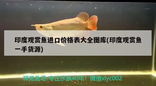 印度观赏鱼进口价格表大全图库(印度观赏鱼一手货源) 观赏鱼进出口