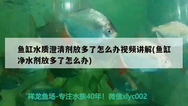 鱼缸水质澄清剂放多了怎么办视频讲解(鱼缸净水剂放多了怎么办) 福虎/异型虎鱼/纯色虎鱼