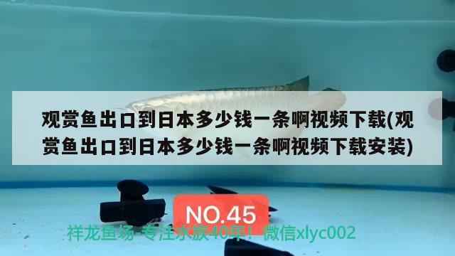 观赏鱼出口到日本多少钱一条啊视频下载(观赏鱼出口到日本多少钱一条啊视频下载安装) 观赏鱼进出口