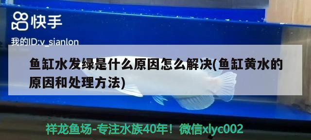 鱼缸水发绿是什么原因怎么解决(鱼缸黄水的原因和处理方法) 广州水族器材滤材批发市场