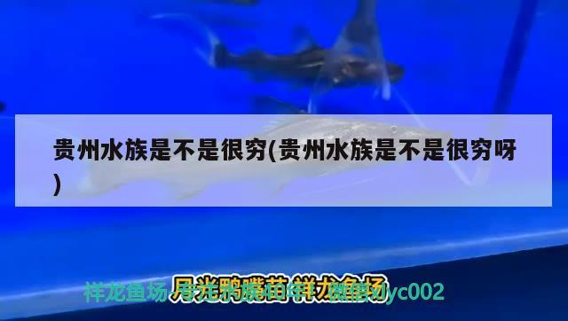 贵州水族是不是很穷(贵州水族是不是很穷呀) 野彩鱼