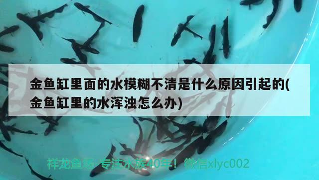 金鱼缸里面的水模糊不清是什么原因引起的(金鱼缸里的水浑浊怎么办) 锦鲤鱼百科