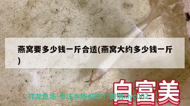 燕窝要多少钱一斤合适(燕窝大约多少钱一斤)