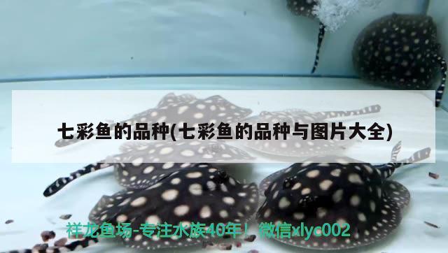 七彩鱼的品种(七彩鱼的品种与图片大全) 鱼缸水质稳定剂
