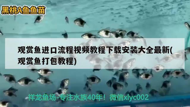 观赏鱼进口流程视频教程下载安装大全最新(观赏鱼打包教程) 观赏鱼进出口