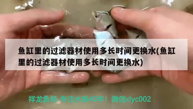 鱼缸里的过滤器材使用多长时间更换水(鱼缸里的过滤器材使用多长时间更换水) 胭脂孔雀龙鱼